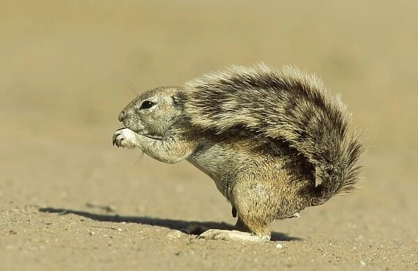 Cape Ground Squirrel - Feeding female; the erected tail is used as a sunshade. Kalahari Desert, Kgalagadi Transfrontier Park, South Africa
