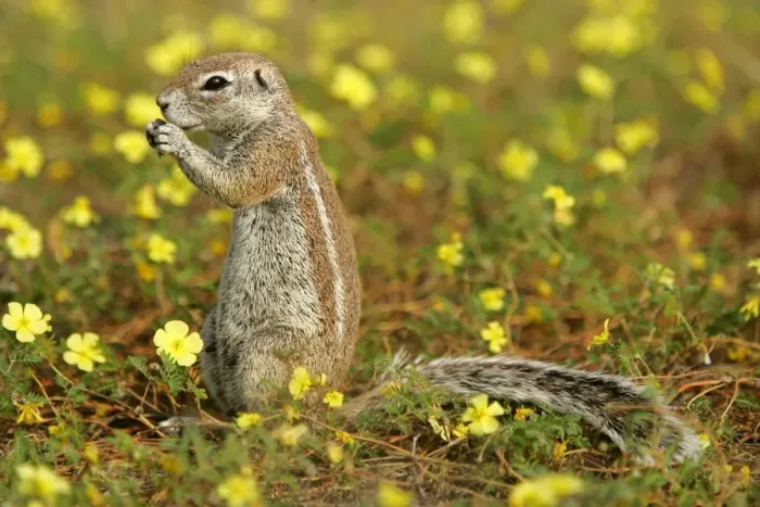 Framed Print : Cape Ground Squirrel feeding on seeds between yellow flowers Etosha National Park, Namibia, Africa