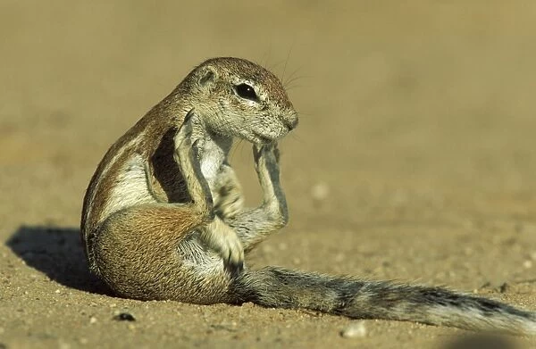Cape Ground Squirrel - Grooming female. Kalahari Desert, Kgalagadi Transfrontier Park, South Africa