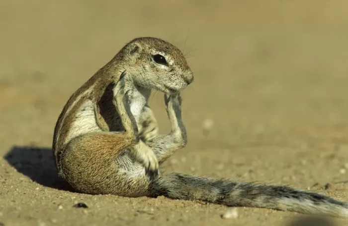 Framed Print : Cape Ground Squirrel - Grooming female. Kalahari Desert, Kgalagadi Transfrontier Park, South Africa