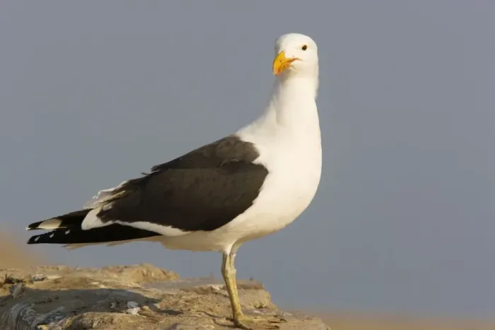 Framed Print : Cape Gulls, a form of Kelp Gull Framed Print : Cape Gulls, a form of Kelp Gull