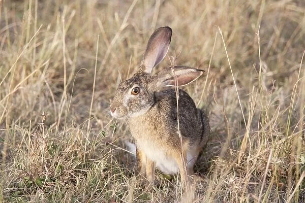 Cape Hare - On open savannah plains - Maasai Mara North Reserve Kenya