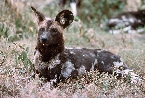 Cape Hunting Dog - Masai Mara, Kenya AU 172