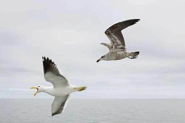 Cape  /  Kelp Gull - Adult and Juvenile in flight over the ocean Namibian Coast- Namibia- Africa