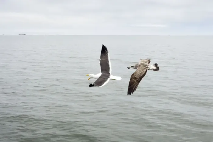 Framed Print : Cape / Kelp Gull - Adult and Juvenile in flight over the ocean Namibian Coast- Namibia- Africa Framed Print : Cape / Kelp Gull - Adult and Juvenile in flight over the ocean Namibian Coast- Namibia- Africa