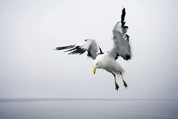 Cape Kelp Gull - Attempting to hover during misty conditions Atlantic Coast-Namibia-Africa