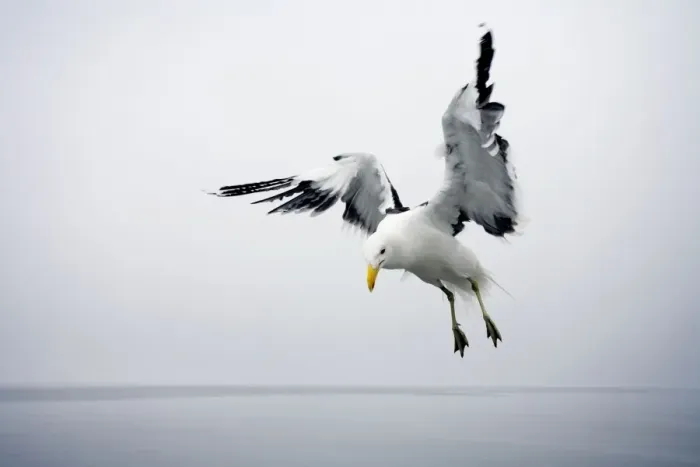 Framed Print : Cape Kelp Gull - Attempting to hover during misty conditions Atlantic Coast-Namibia-Africa Framed Print : Cape Kelp Gull - Attempting to hover during misty conditions Atlantic Coast-Namibia-Africa