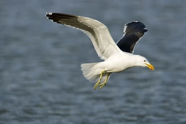 Cape Kelp Gull - In flight - Atlantic Coast - Namibia - Africa
