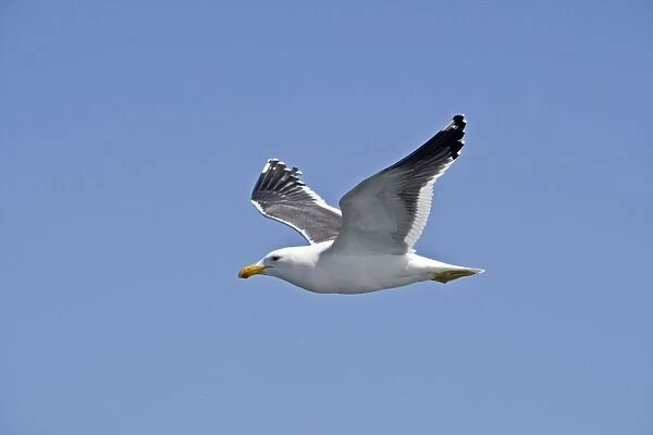 Cape Kelp Gull - In flight - Atlantic Ocean - Walvis Bay - West Coast - Namibia - Africa