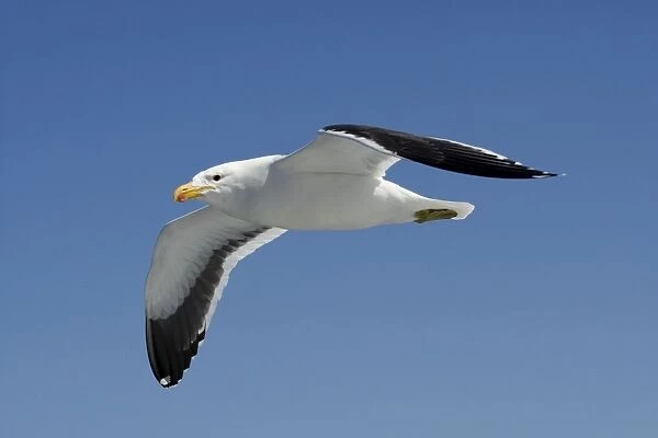 Cape Kelp Gull - In flight - Atlantic Ocean - Walvis Bay - West Coast - Namibia - Africa
