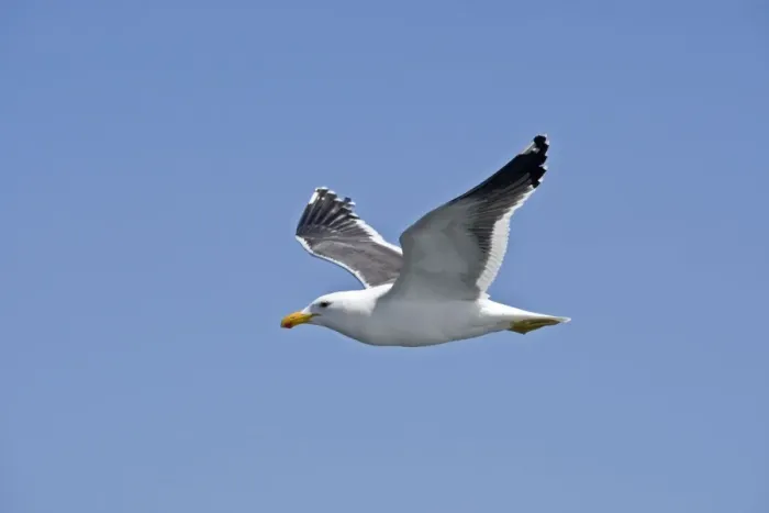 Framed Print : Cape Kelp Gull - In flight - Atlantic Ocean - Walvis Bay - West Coast - Namibia - Africa Framed Print : Cape Kelp Gull - In flight - Atlantic Ocean - Walvis Bay - West Coast - Namibia - Africa