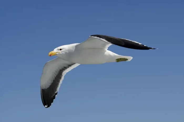 Framed Print : Cape Kelp Gull - In flight - Atlantic Ocean - Walvis Bay - West Coast - Namibia - Africa Framed Print : Cape Kelp Gull - In flight - Atlantic Ocean - Walvis Bay - West Coast - Namibia - Africa