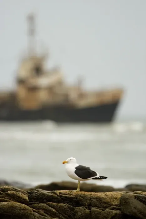 Framed Print : Cape Kelp Gull - with the Kolmanskop ship wreck in the background - Atlantic Coast - Namibia - Africa Framed Print : Cape Kelp Gull - with the Kolmanskop ship wreck in the background - Atlantic Coast - Namibia - Africa