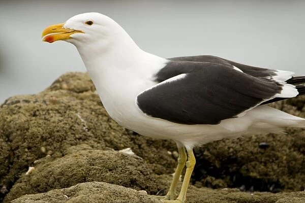 Cape Kelp Gull - Portrait clearly showing colour of the bill and dark eye - Atlantic Coast - Namibia - Africa