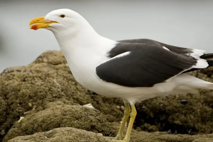 Framed Print : Cape Kelp Gull - Portrait clearly showing colour of the bill and dark eye - Atlantic Coast - Namibia - Africa Framed Print : Cape Kelp Gull - Portrait clearly showing colour of the bill and dark eye - Atlantic Coast - Namibia - Africa