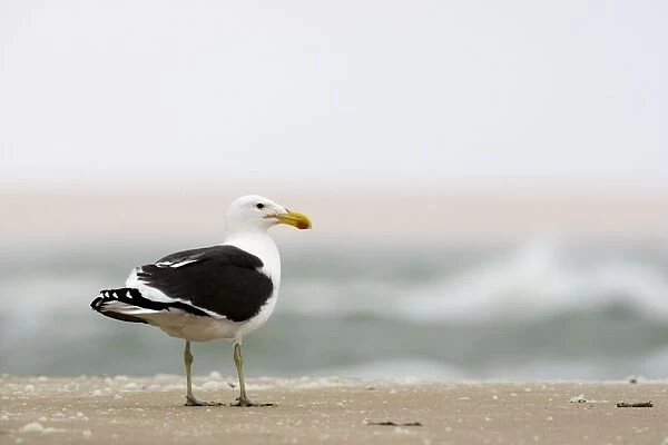 Cape Kelp Gull - standing on a beach covered with wind blown foam - Atlantic Coast - Namibia - Africa