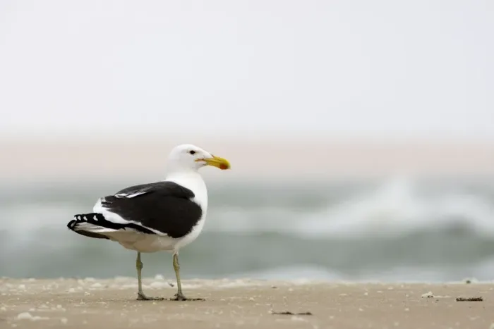 Framed Print : Cape Kelp Gull - standing on a beach covered with wind blown foam - Atlantic Coast - Namibia - Africa