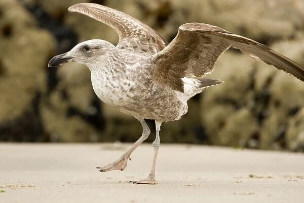 Cape Kelp Gull - Startled juvenile ready to take flight - Atlantic Coast - Namibia - Africa