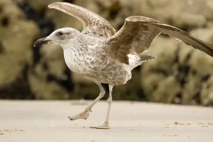 Framed Print : Cape Kelp Gull - Startled juvenile ready to take flight - Atlantic Coast - Namibia - Africa Framed Print : Cape Kelp Gull - Startled juvenile ready to take flight - Atlantic Coast - Namibia - Africa