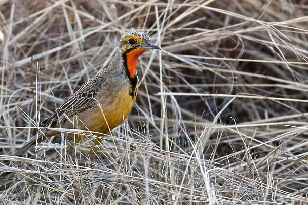 Cape Longclaw - close up of bird amongst dry grasses - Rietvlei Nature Reserve - South Africa
