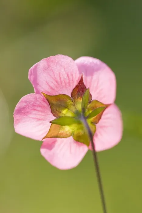 Framed Print : Cape Mallow Flower - Norfolk UK Framed Print : Cape Mallow Flower - Norfolk UK