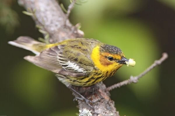Cape May Warbler - male with food in beak - June - Maine USA