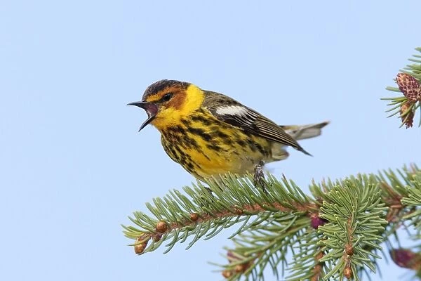 Cape May Warbler - male singing - June - Maine USA