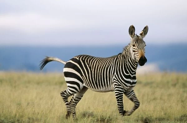 Cape Mountain Zebra CAN 1251 IUCN Endangered, South Africa. Equus z. zebra © John Cancalosi  /  ARDEA LONDON