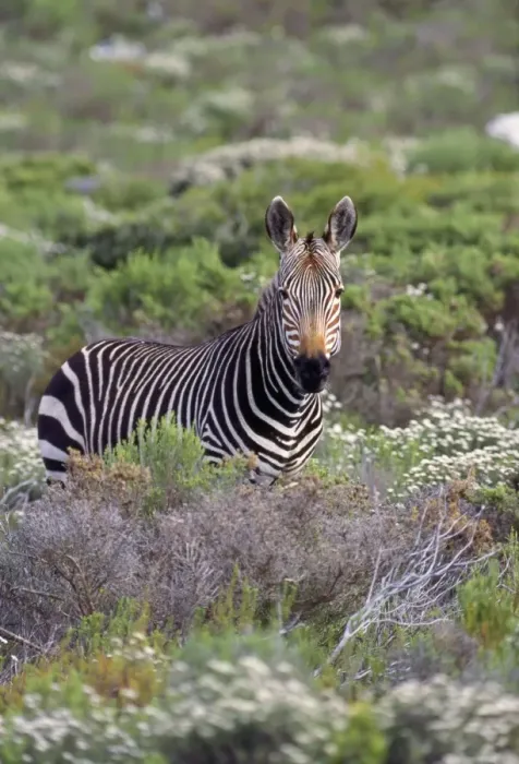 Framed Print : Cape Mountain Zebra Framed Print : Cape Mountain Zebra
