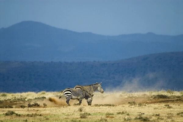 Cape Mountain Zebra - loosening soil for dust bath. Occurs in southern parts of Western and Eastern Cape of South Africa inhabiting barren, rocky uplands and subdesert plains. Mountain Zebra National Park, Eastern Cape, South Africa