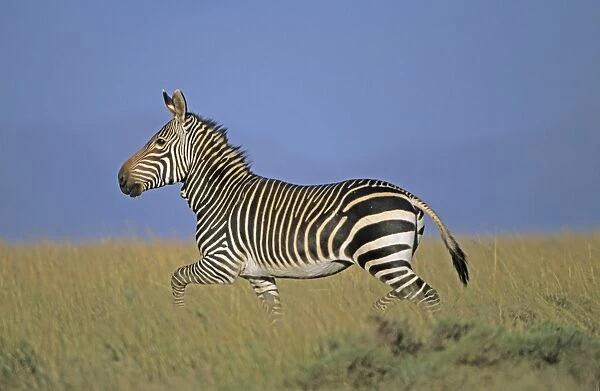 Cape Mountain Zebra - Running. South Africa - IUCN Endangered