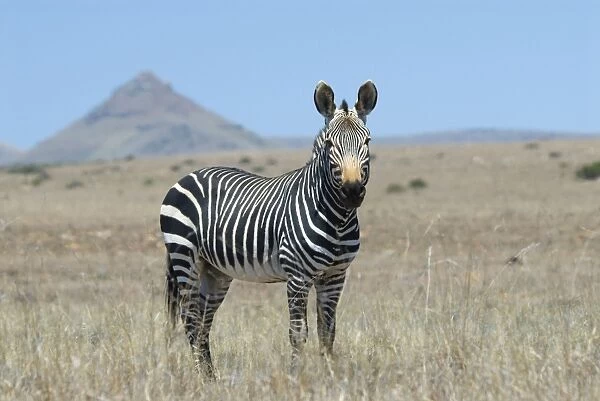 Cape Mountain Zebra stallion. Inhabits mountainous areas and adjacent flats. Confined to Western and Eastern Cape of South Africa. Mountain Zebra National Park, Eastern Cape, South Africa