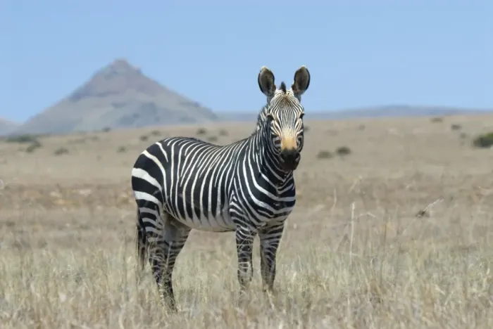 Framed Print : Cape Mountain Zebra stallion. Inhabits mountainous areas and adjacent flats. Confined to Western and Eastern Cape of South Africa. Mountain Zebra National Park, Eastern Cape, South Africa Framed Print : Cape Mountain Zebra stallion. Inhabits mountainous areas and adjacent flats. Confined to Western and Eastern Cape of South Africa. Mountain Zebra National Park, Eastern Cape, South Africa