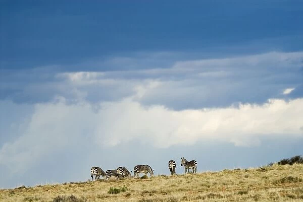 Cape Mountain Zebra against stormy sky. Occurs in southern parts of Western and Eastern Cape of South Africa inhabiting barren, rocky uplands and subdesert plains. Mountain Zebra National Park, Eastern Cape, South Africa
