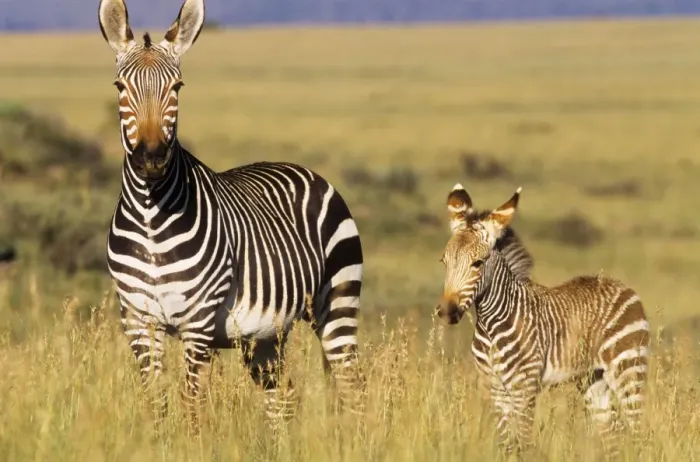 Framed Print : Cape Mountain Zebra - with young Framed Print : Cape Mountain Zebra - with young