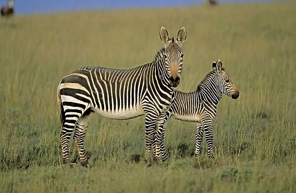 Cape Mountain Zebras - Mother with young. South Africa - IUCN Endangered