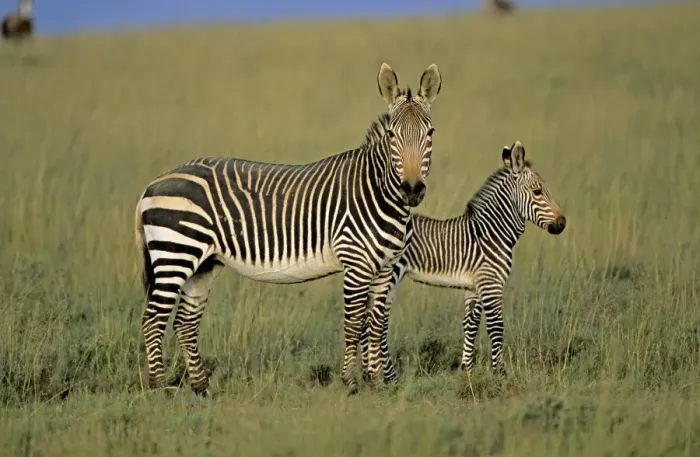 Framed Print : Cape Mountain Zebras - Mother with young. South Africa - IUCN Endangered Framed Print : Cape Mountain Zebras - Mother with young. South Africa - IUCN Endangered