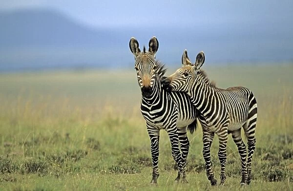 Cape Mountain Zebras - Two together. South Africa - IUCN Endangered