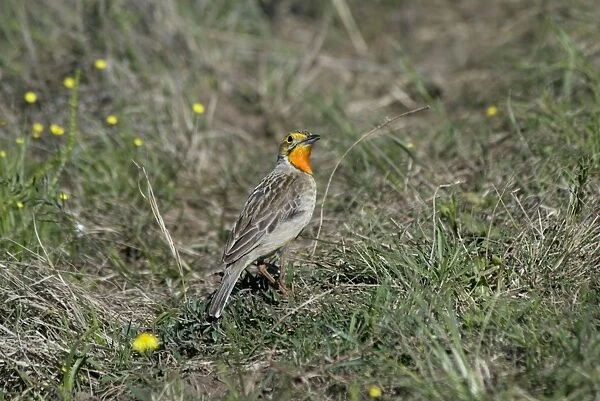Cape  /  Orange-throated Longclaw - feeds mostly on insects, also some green seeds. Inhabits moist grassland from sea level to high mountain slopes; also short fynbos. Endemic in South Africa and Zimbabwe. Grahamstown, Eastern Cape, South Africa