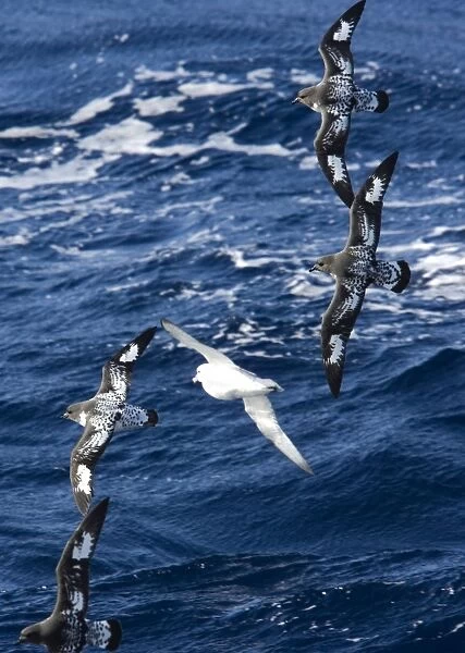 Cape  /  Painted Petrel - Four fying with Southern Fulmar (Fulmarus glacialoides) over the sea - October Antarctic