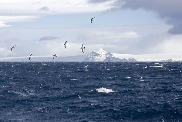 Cape Petrel  /  Cape Pigeon - In flight over Antarctic sea with South Shetland in the background - October - Antarctic