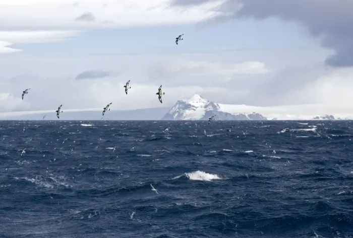 Framed Print : Cape Petrel / Cape Pigeon - In flight over Antarctic sea with South Shetland in the background - October - Antarctic Framed Print : Cape Petrel / Cape Pigeon - In flight over Antarctic sea with South Shetland in the background - October - Antarctic