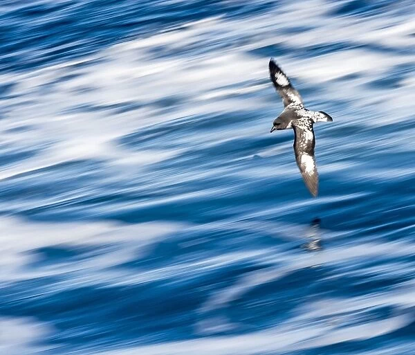 Cape Petrel  /  Cape Pigeon  /  Pintado Petrel in flight