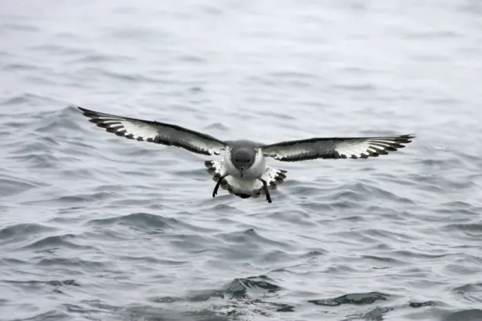 Framed Print : Cape Petrel - Coming in to land Daption capense Brown Bluff Antarctica BI012622 Framed Print : Cape Petrel - Coming in to land Daption capense Brown Bluff Antarctica BI012622