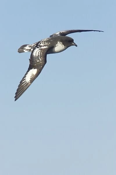 Cape Petrel - In Flight