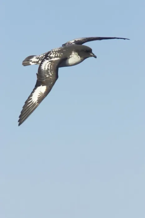 Framed Print : Cape Petrel - In Flight Daption capense Antarctic Ocean BI012574 Framed Print : Cape Petrel - In Flight Daption capense Antarctic Ocean BI012574