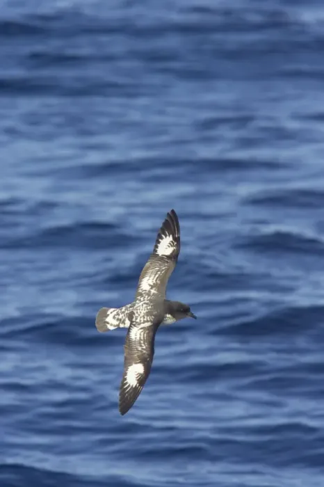Framed Print : Cape Petrel - In Flight Daption capense Antarctic Ocean BI012592 Framed Print : Cape Petrel - In Flight Daption capense Antarctic Ocean BI012592