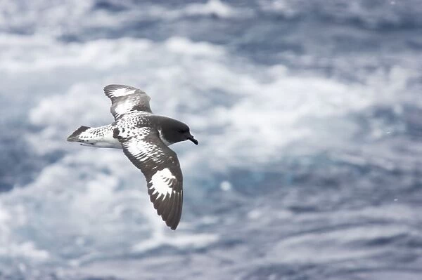 Cape Petrel - In Flight over sea Daption capense Antarctic Ocean BI012601