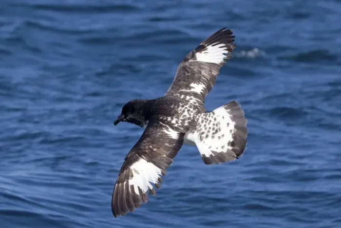 Framed Print : Cape Petrel - in flight over sea - offshore from Kaikoura, South Island, New Zealand Framed Print : Cape Petrel - in flight over sea - offshore from Kaikoura, South Island, New Zealand
