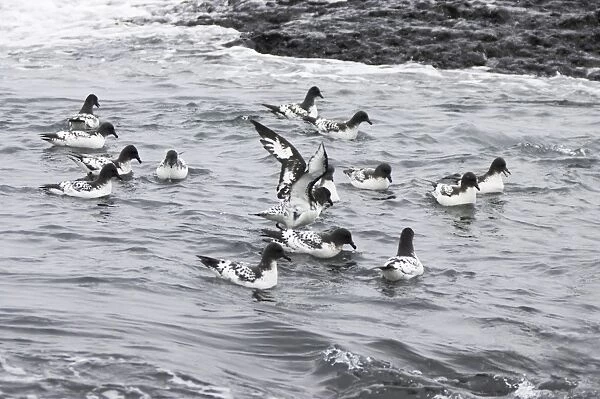 Cape Petrel - Flock Feeding in Shallows Daption capense Brown Bluff Antarctica BI012611